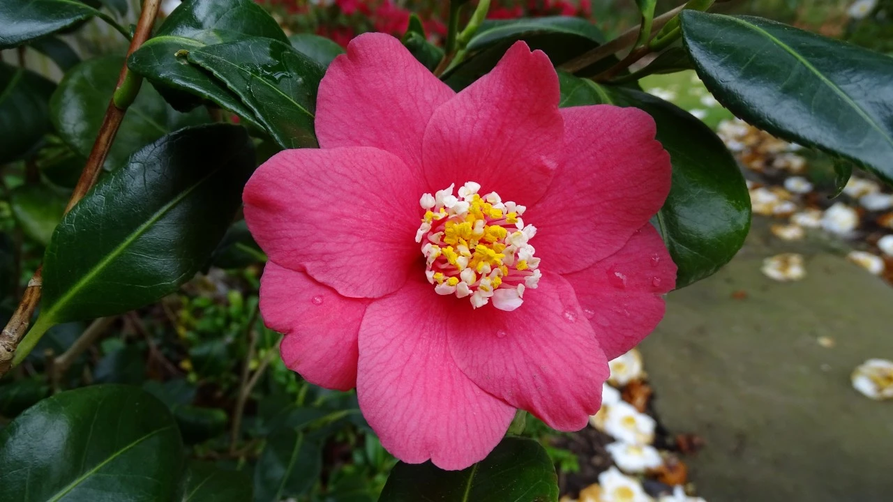 Image of C. japonica 'Marshmallow'